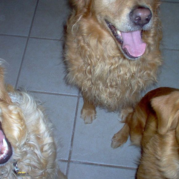 Meet your Posher, Martha - Picture 1 of 1